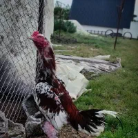 فروش جوجه خروس لاری