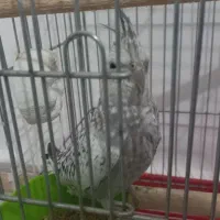 عروس هلندی ایزابلا