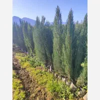 نهال سرو شیراز