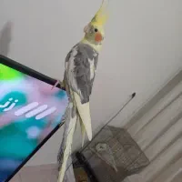 عروس هلندی نر سخنگو رام و دستی