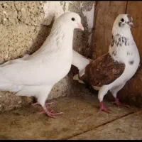 جفت کبوتر پرشی و جفتی اصل