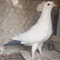 نرمایه دمسیا