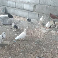 کفتر