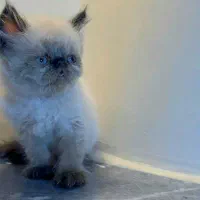 گربه پرشین سیامی|گربه|بندر کنگان, |دیوار