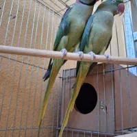 یک جفت شاه طوطی مولد|پرنده|تبریز, |دیوار