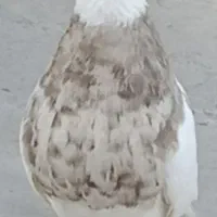 کبوتر طوقی اجری گردن ‌کلفت