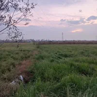 فروش شالیزار 900 متری عینک|فروش زمین و ملک کلنگی|رشت, نخودچر|دیوار