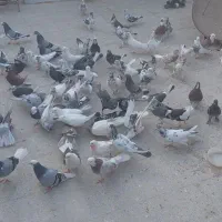 کفتر نرو ماده