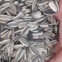 تخمه افتابگردان امسالی|خوردنی و آشامیدنی|آران و بیدگل, |دیوار