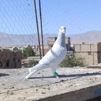 شامی نر