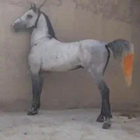 اسب نریان