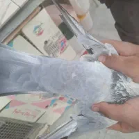 کبوتر|پرنده|شیراز, درکی|دیوار