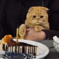 جفتگیری گربه اسکاتیش فولد
