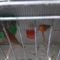 قناری برفکی و پرستار|پرنده|اصفهان, ارداجی|دیوار