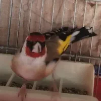 سهره سرسیاه گل بلند نزدیک به قفل کراواتی