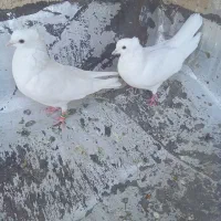 نره ماده اسبی  گرفتنی