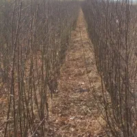 نهالونهالستانشناسهدارگیلاسی|خدمات باغبانی و درختکاری|گلبهار, نوبهار|دیوار