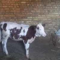 گوساله ماده مونت بیلیارد اصل