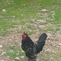 خروس سلطان جوان