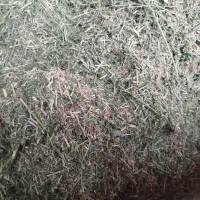 یونجه|خدمات باغبانی و درختکاری|دیواندره, |دیوار