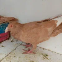 بغدادی