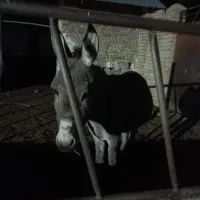 یک عدد الاغ نر