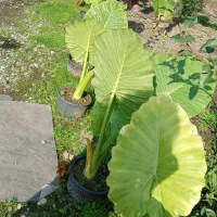 گل بابا ادم|گل و گیاه طبیعی|خمام, |دیوار