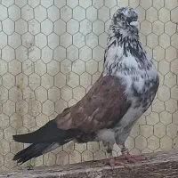 کبوتر پرشی 2جفت