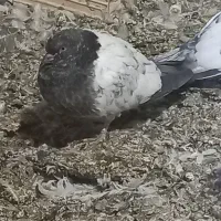 تعدادی کبوتر|پرنده|فهرج, |دیوار