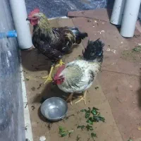 خروس زیبا فقط 450 تومان