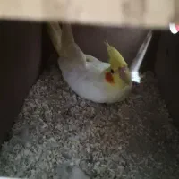 عروس هلندی جفت کار داده