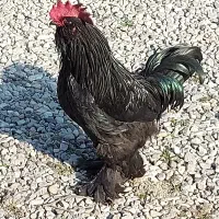 خروس زیبای مرندی پا پری با دم چند باله رنگی