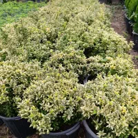 شمشاد نعنایی . پیتسپروم.اکوبا.یوکا.