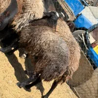 گوسفند زنده|حیوانات مزرعه|تهران, دولتخواه جنوبی|دیوار