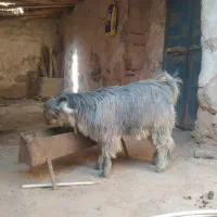 بیگ|حیوانات مزرعه|ایذه, |دیوار