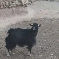 نر بز|حیوانات مزرعه|کاشان, راوند|دیوار