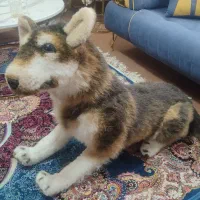 سگ عروسکی|اسباب‌‌بازی|زنجان, |دیوار