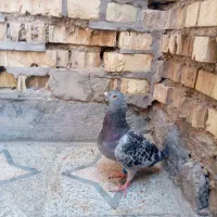 ایسگاه هفت سلیچ غربی