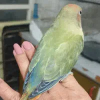 دوتا طوطی برزیلی اوپال ،اهلی