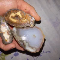 پک اقتصادی شجر و عقیق|جواهرات|تهران, باشگاه نفت|دیوار