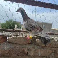 پرنده