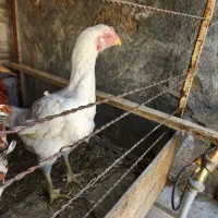 خروس لاری ،مرغ لاری و جوجه خروس لاری|حیوانات مزرعه|شیراز, شهرک سعدی|دیوار