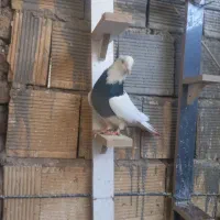 کبوتر|پرنده|خرمآباد, |دیوار