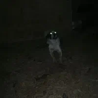 سگ نگهبان|سگ|گنبد کاووس, |دیوار