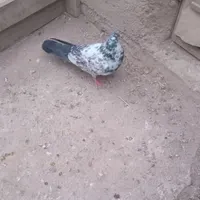 کبوتر پرشی