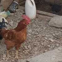 یک عدد خروس جوان|حیوانات مزرعه|زابل, |دیوار