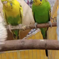 یه جفت مرغ عشق با قفسو|پرنده|ایرانشهر, |دیوار