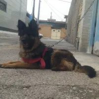 ژرمن شپهرد شولاین  ماده    .  فوری .