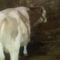 گوساله نر|حیوانات مزرعه|شازند, |دیوار