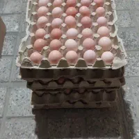تخم مرغ بومی ارسال وپخش داریم